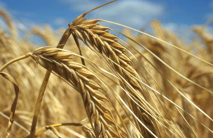 Lee más sobre el artículo Siembra de trigo es un 15% menor a lo planificado e implica mayor importación, según Anapo