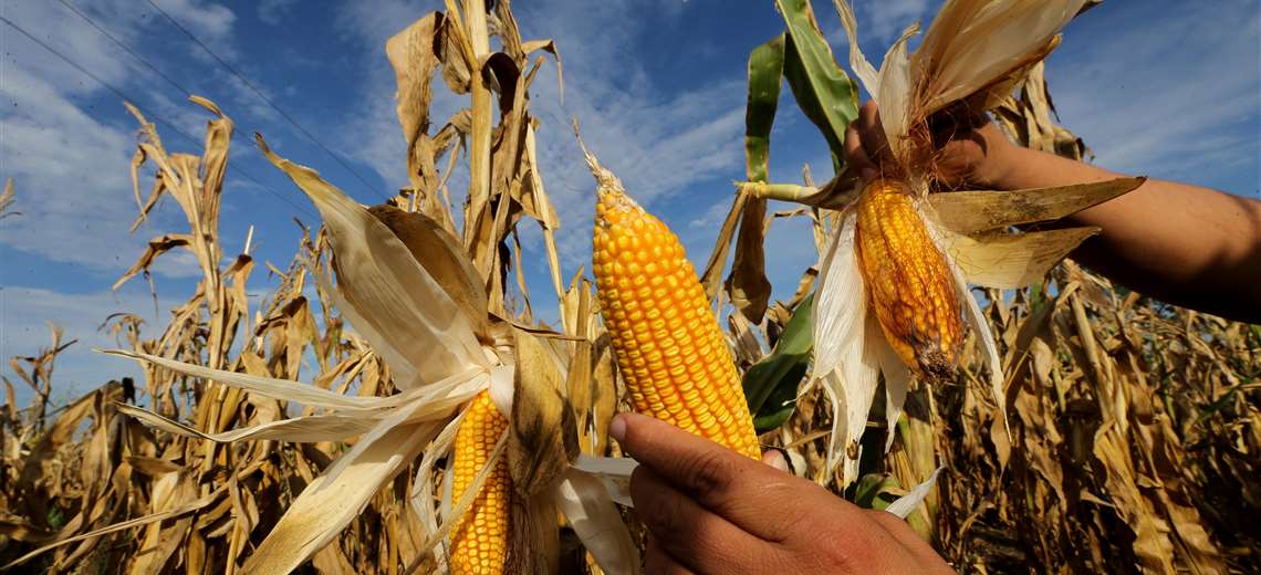 Lee más sobre el artículo Sequía afecta cultivos de invierno y helada daña 1.600 hectáreas de maíz en Gutiérrez
