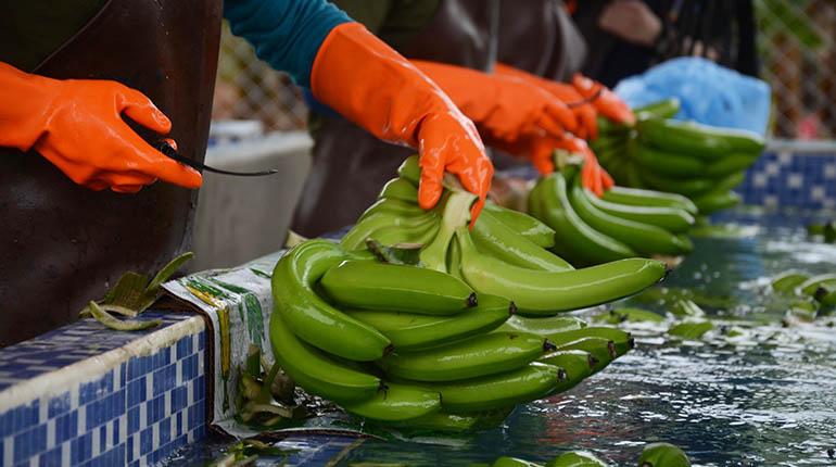 Lee más sobre el artículo Argentina demora 6 meses el pago por banano, productores en alarma