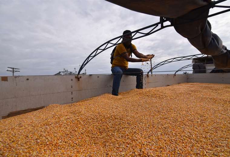 Lee más sobre el artículo Productores aseguran que Emapa sigue acopiando maíz transgénico y alistan querella penal contra la estatal