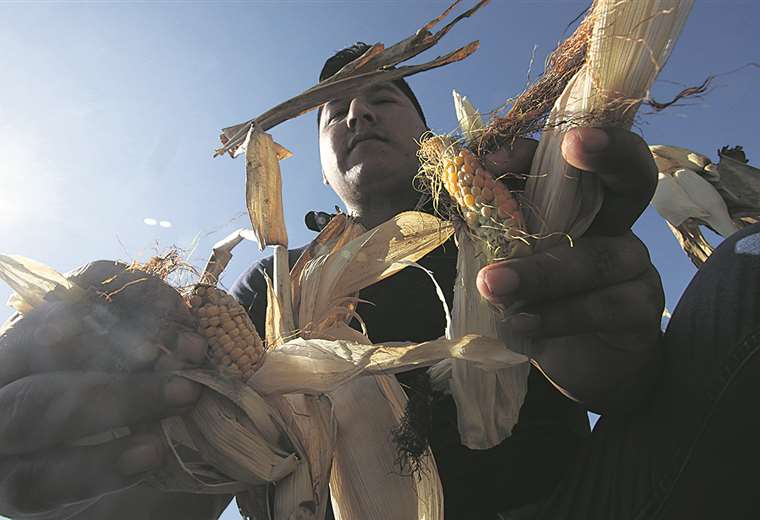 Lee más sobre el artículo La cosecha de invierno no cubre demanda y el déficit de maíz se alargará por siete meses