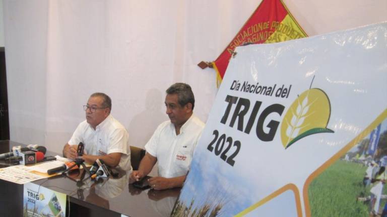 Lee más sobre el artículo La producción de trigo en Santa Cruz bajará de 185.305 a 130.000 toneladas