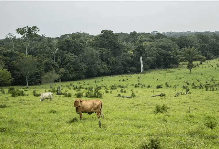 Lee más sobre el artículo CAO rechaza modificación de la normativa agraria y forestal sin la participación de todos los actores involucrados con la tenencia de tierras