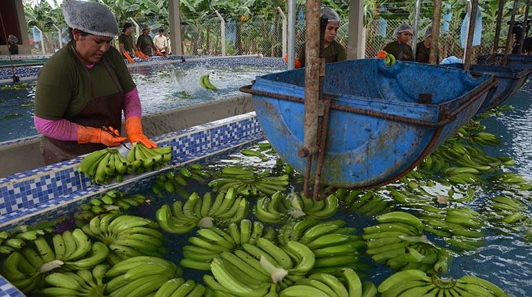 Lee más sobre el artículo Argentina adeuda $us 5 millones a más de 6 mil productores de banano