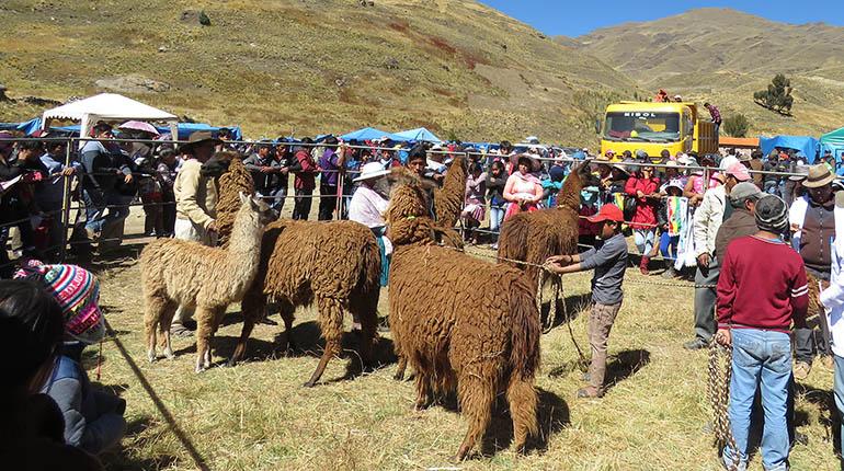 Lee más sobre el artículo Destinan Bs 6,9 MM para fortalecer la ganadería camélida