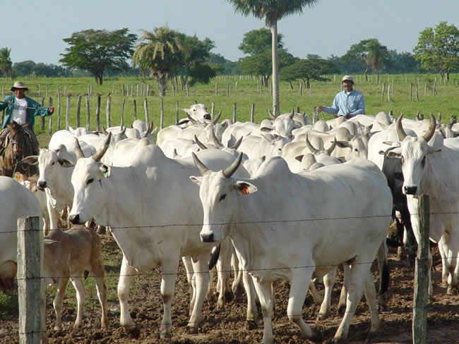 Lee más sobre el artículo Bolivia es el quinto productor de ganado bovino de Sudamérica