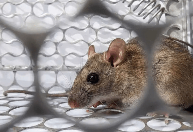 Lee más sobre el artículo Sedes cruceño confirma tres casos de hantavirus en el departamento