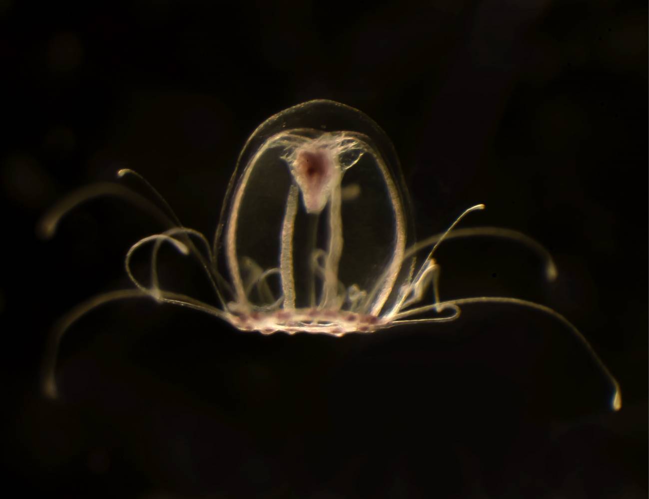 Lee más sobre el artículo Descifraron el genoma de la medusa inmortal y se abre una puerta contra el envejecimiento