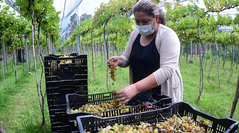 Lee más sobre el artículo Fábricas de vino están en riesgo de cierre por posible aumento del ICE