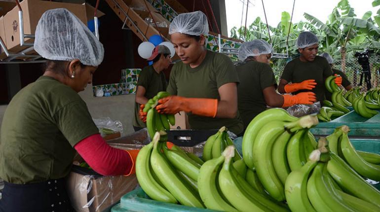 Lee más sobre el artículo Argentina debe $us 8 MM al sector bananero debido a escasez de dólares