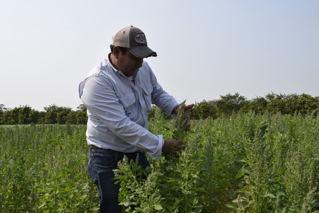 Lee más sobre el artículo Lanzarán dos nuevas variedades de quinua tropicalizada para extender su cultivo en Santa Cruz