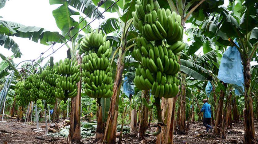 Lee más sobre el artículo 1.500 familias dejaron la actividad bananera por impago de Argentina