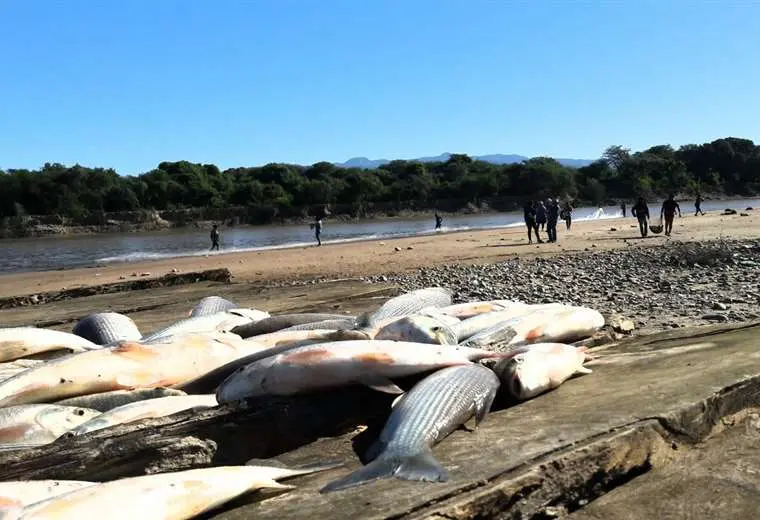 Lee más sobre el artículo Declaran veda general de la pesca en el Pilcomayo y otros ríos de Tarija
