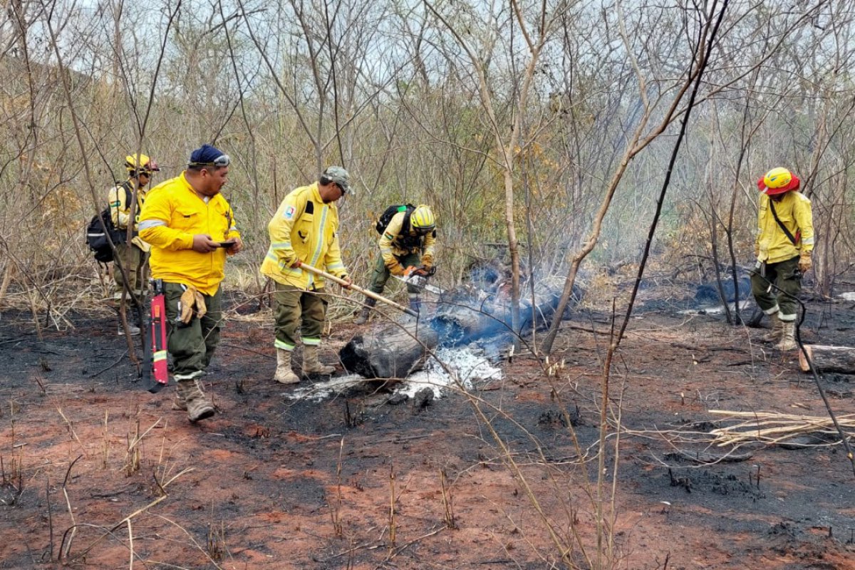 Lee más sobre el artículo 500.000 hectáreas son afectadas por incendios en Santa Cruz