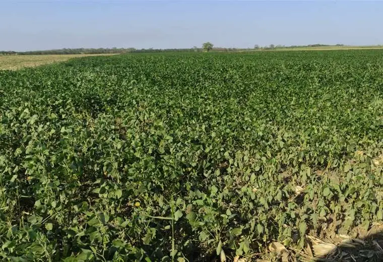 Lee más sobre el artículo La lluvia no llega a los campos agrícolas e incendios encienden alerta en el sector productivo