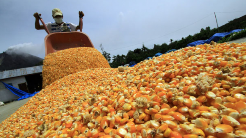 Lee más sobre el artículo Anapo pide al Gobierno dejar de regular el mercado del maíz, sorgo y trigo