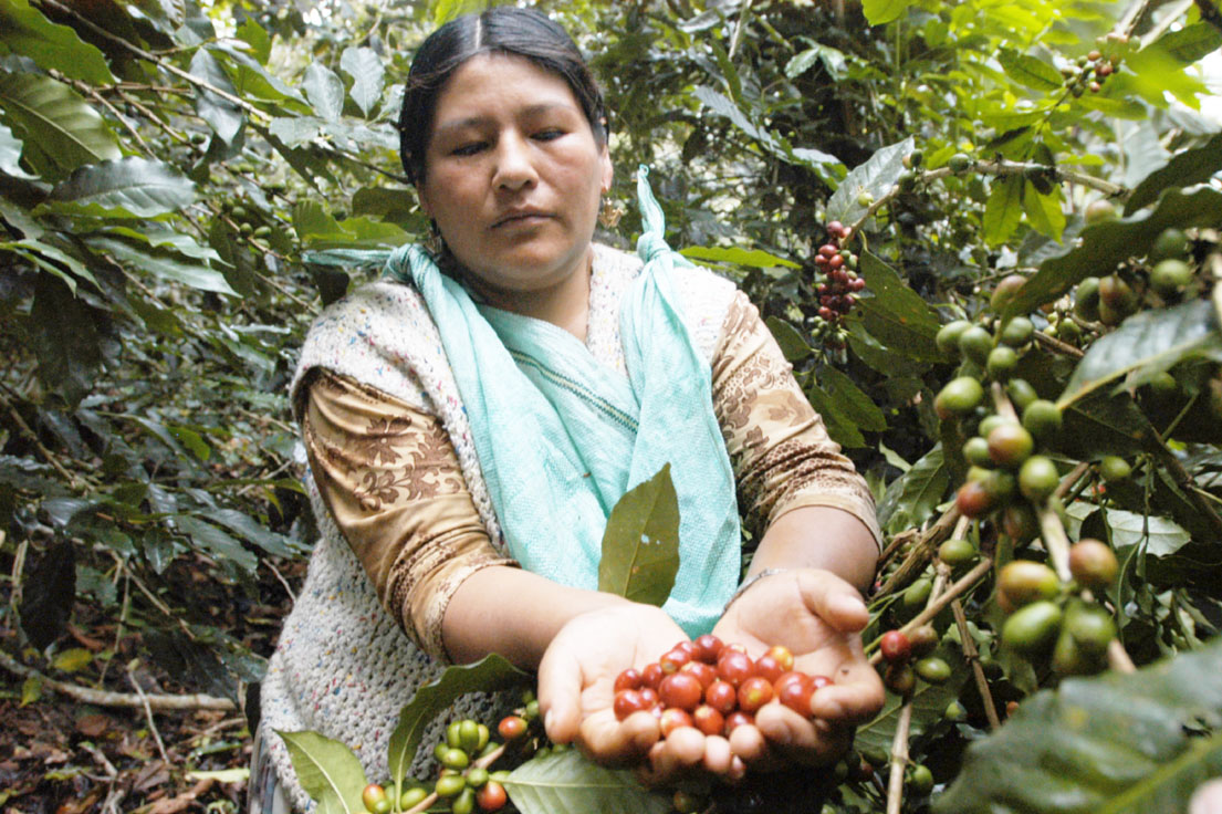 Lee más sobre el artículo El valor de las ventas externas de café crece un 52% hasta julio