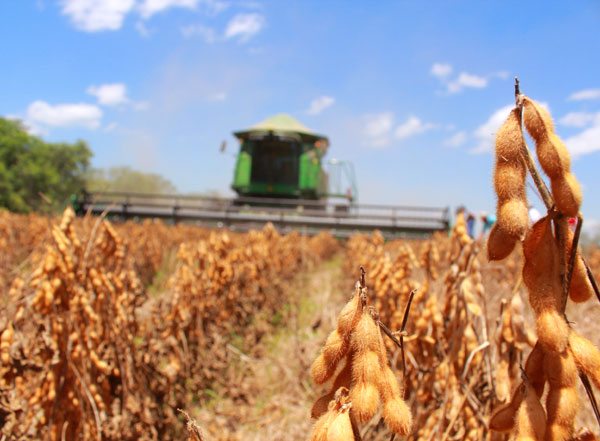 Lee más sobre el artículo Gobierno levanta la suspensión de exportación de soya y sus subproductos