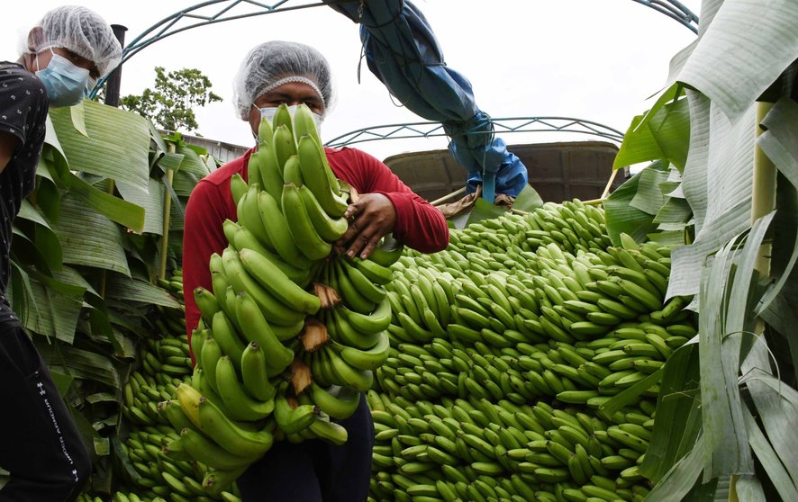 Lee más sobre el artículo Bolivia generó $us 37,9 millones por exportación de banana y plátano