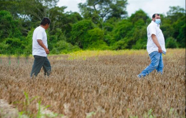 Lee más sobre el artículo Sequía deja pérdidas por $us 300 millones en el sector oleaginoso