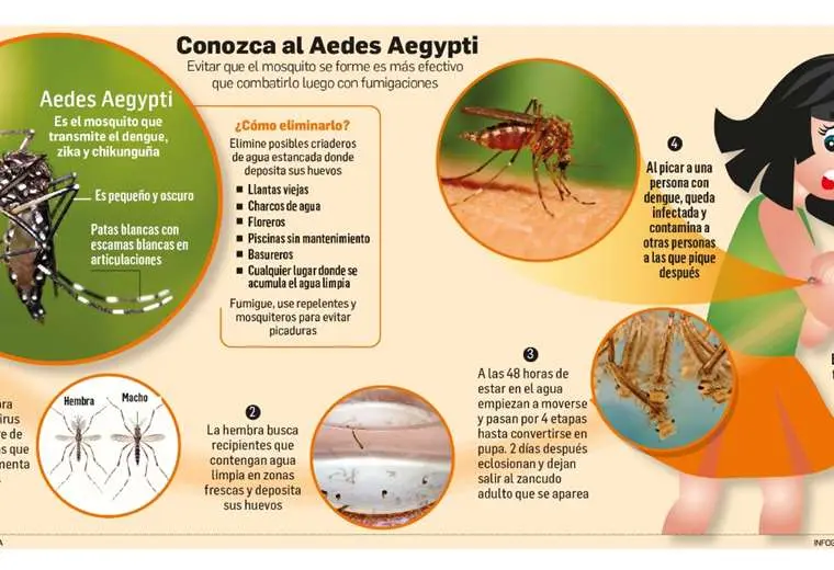 Lee más sobre el artículo Dengue: Un nuevo genotipo puede ser el causante del repunte en los casos