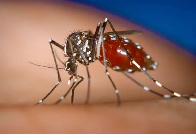 Lee más sobre el artículo Fallece una segunda persona con síntomas de dengue en Santa Cruz; Salud descarta posible epidemia