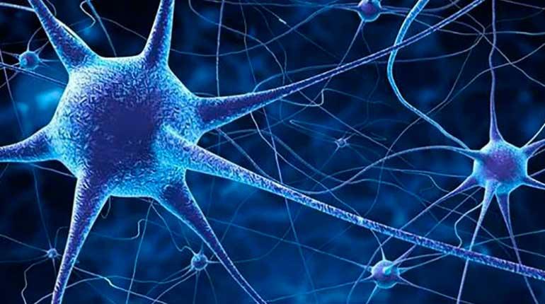 Lee más sobre el artículo Logran madurar neuronas humanas en un laboratorio a partir de células madre