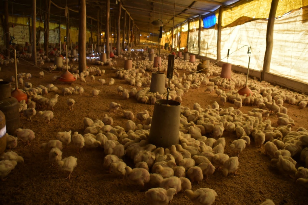 Lee más sobre el artículo En Santa Cruz sacrifican a los pollos bebé y baja el peso de esa carne por bloqueos