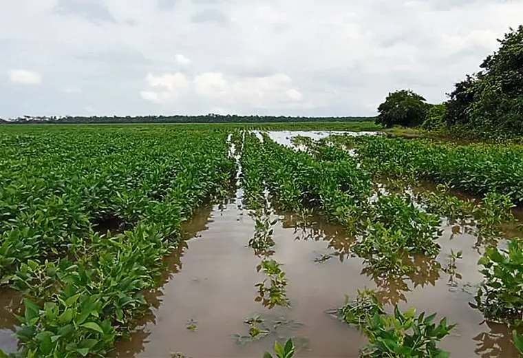 Lee más sobre el artículo Cuatro Cañadas se declara en emergencia por las lluvias; 13 comunidades reportan pérdidas de cultivos