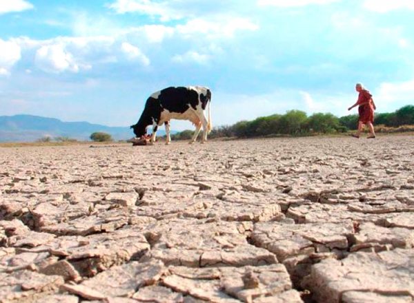 Lee más sobre el artículo FAO dona a Bolivia a través del Fondo Verde, $us 33,3 millones para combatir el cambio climático