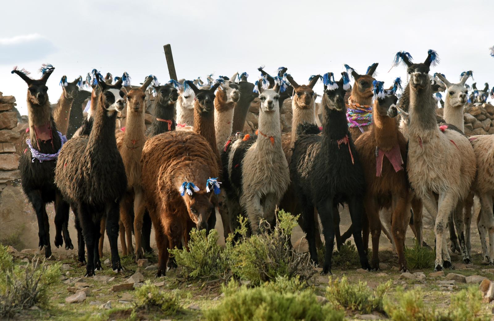 Lee más sobre el artículo Productor orureño exportará 64 cabezas de ganado camélido a Uruguay