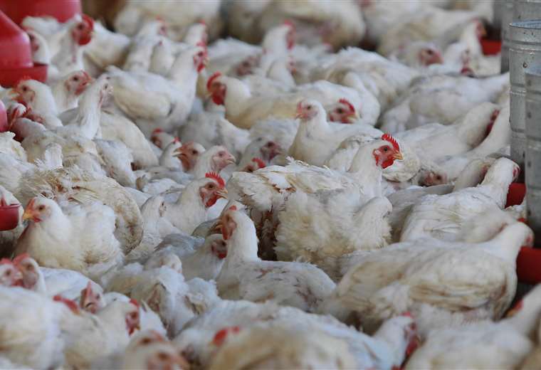 Lee más sobre el artículo Gripe aviar se extiende al municipio potosino de Cotagaita y ya se importaron dos millones de vacunas
