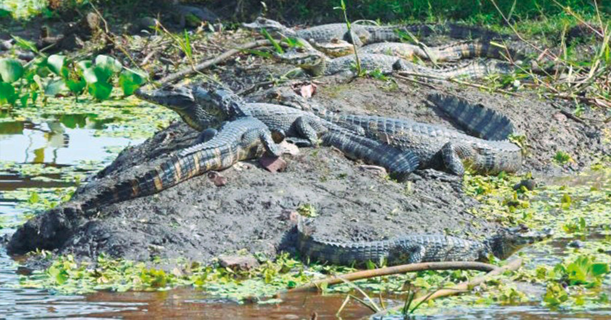 Lee más sobre el artículo La exportación de cuero de lagarto se recupera