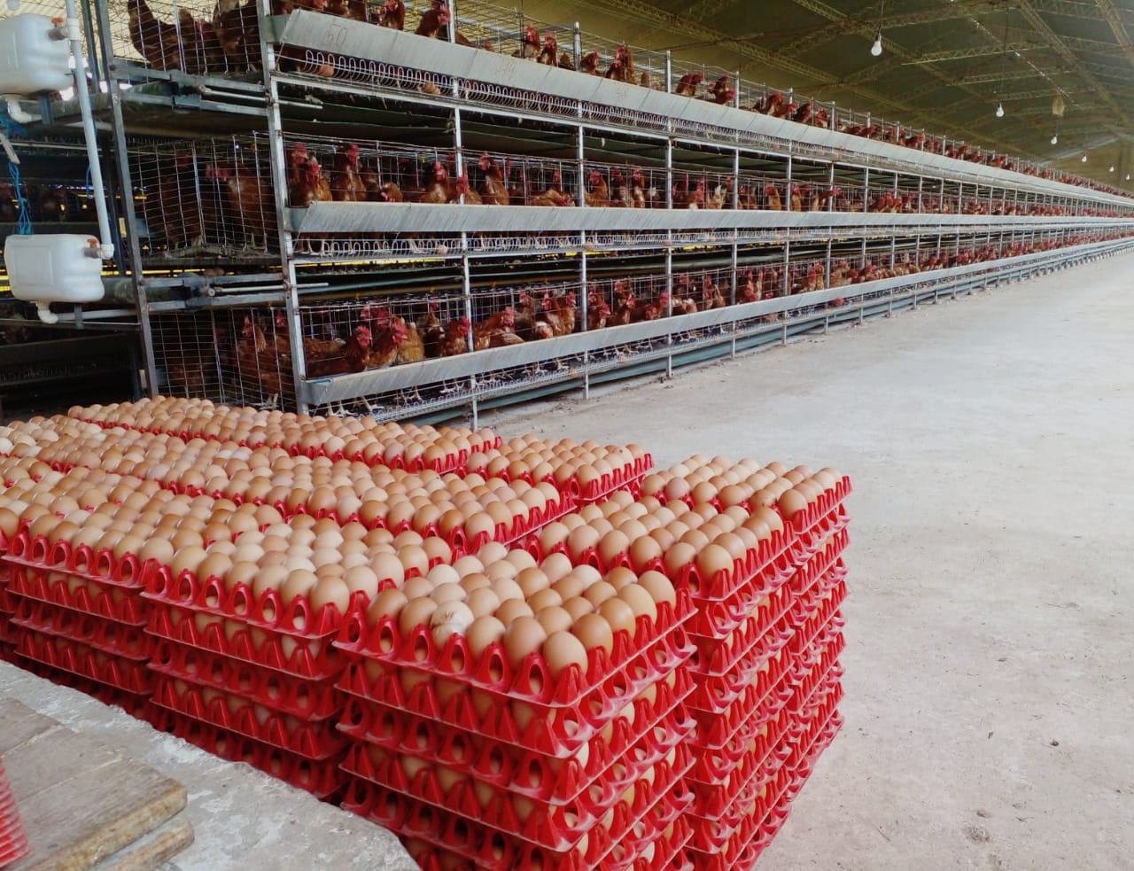 Lee más sobre el artículo Defensa del Consumidor denuncia que intermediarios incrementaron hasta en 40% el precio del huevo, anuncia sanciones por agio