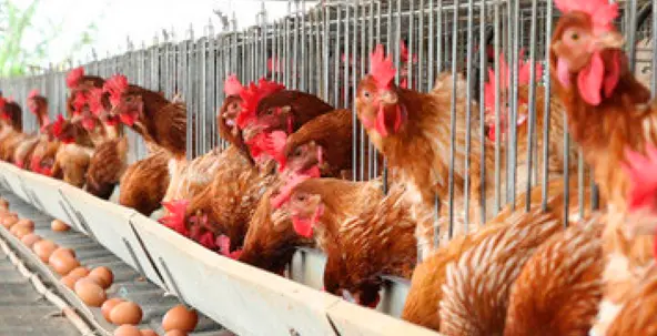 Lee más sobre el artículo Avicultores reportan menor oferta de huevo en Bolivia por aumento de costos de producción y gripe aviar