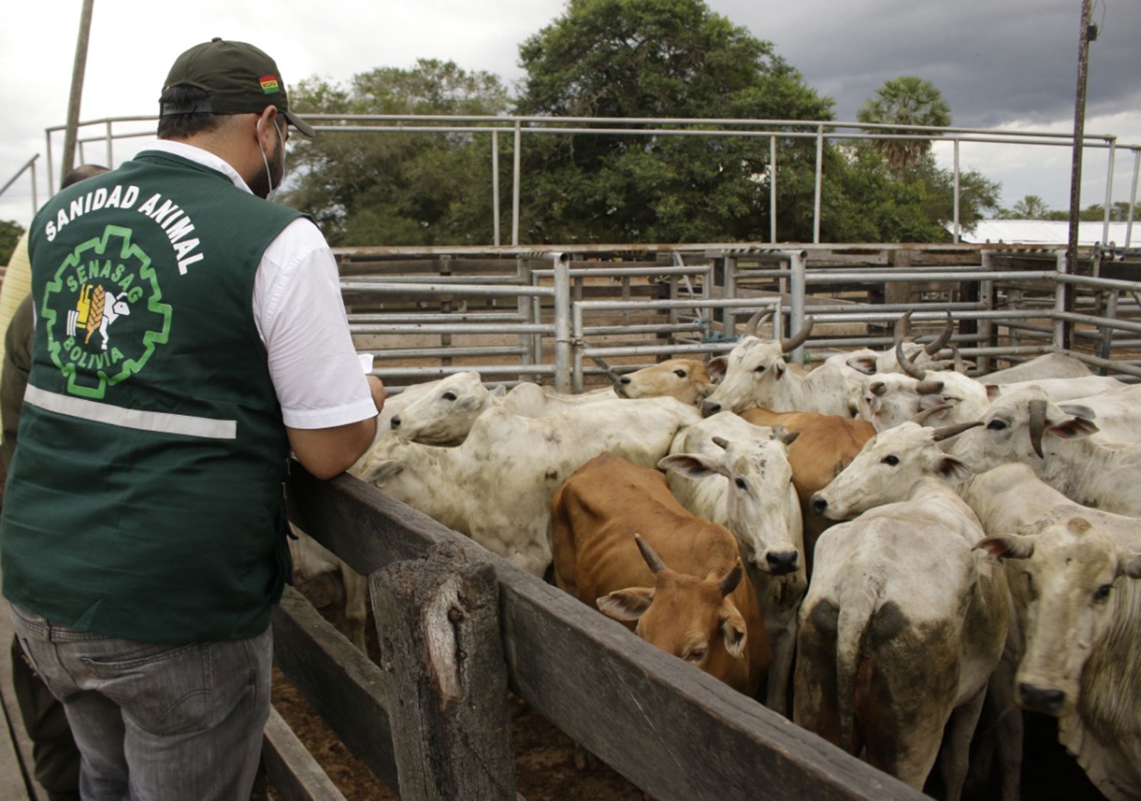 Lee más sobre el artículo Ganaderos piden al Gobierno permitir la vacunación contra la fiebre aftosa