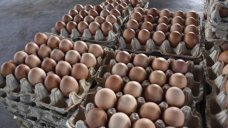 Lee más sobre el artículo La escasez y alza del precio del huevo durará hasta fin de año
