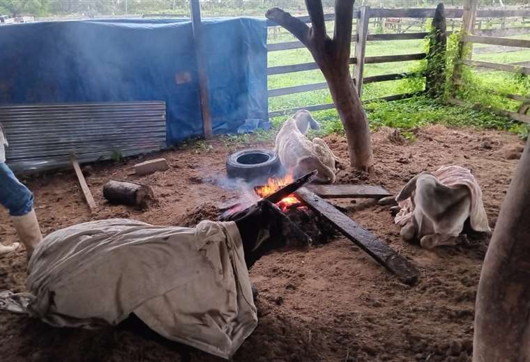 Lee más sobre el artículo Sector ganadero lechero de Beni reporta muerte de 50 animales por hipotermia