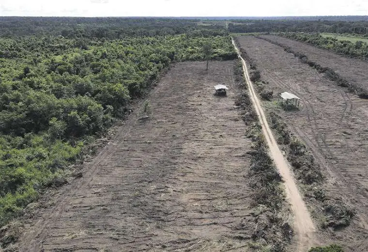 Lee más sobre el artículo La deforestación en 2022 aumentó un 32% respecto a la gestión pasada