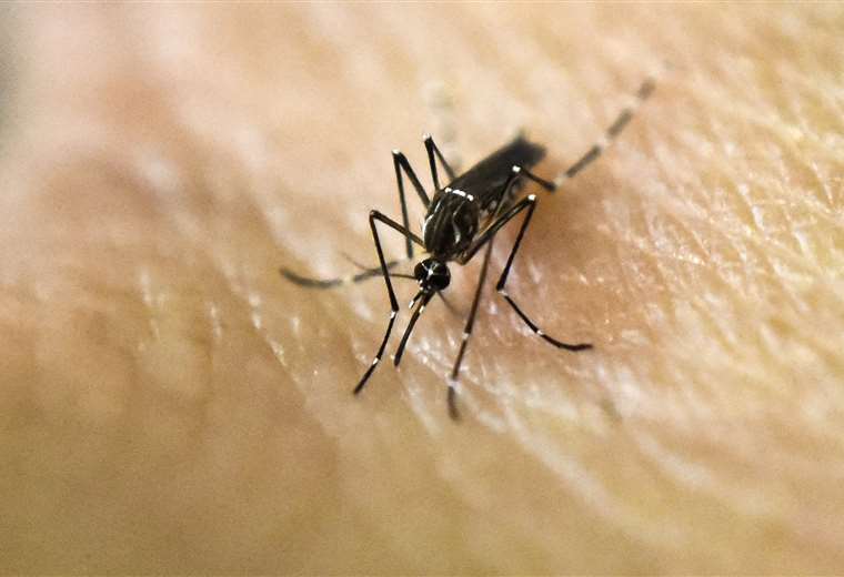 Lee más sobre el artículo Bolivia reporta 74 fallecidos por dengue en menos de seis meses