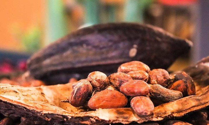 Lee más sobre el artículo Vinos, cacao y castaña de Bolivia se abren paso en los mercados de Bélgica, Dinamarca y China