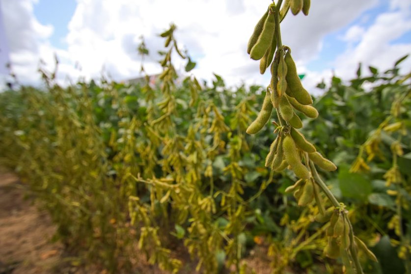 Lee más sobre el artículo Anapo: el área de siembra de la soya tiene un crecimiento anual del 3%