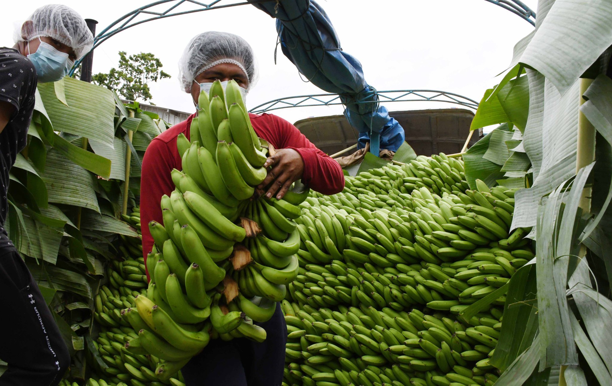 Lee más sobre el artículo El Gobierno argentino destraba la importación de banano boliviano