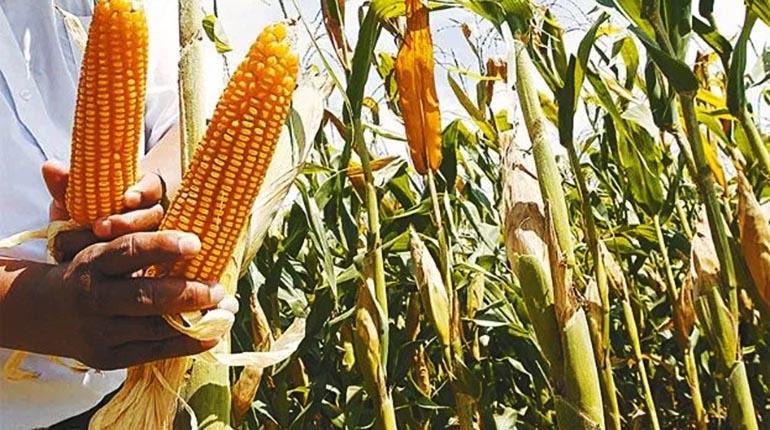 Lee más sobre el artículo La CAO proyecta el uso de semillas mejoradas de soya a partir del 2024