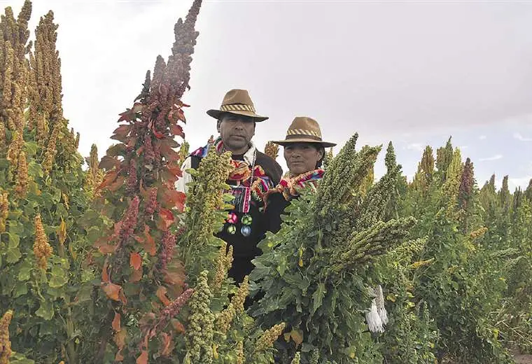 Lee más sobre el artículo El contrabando de quinua a Perú tiene 5 rutas y llega sin control a la capital peruana