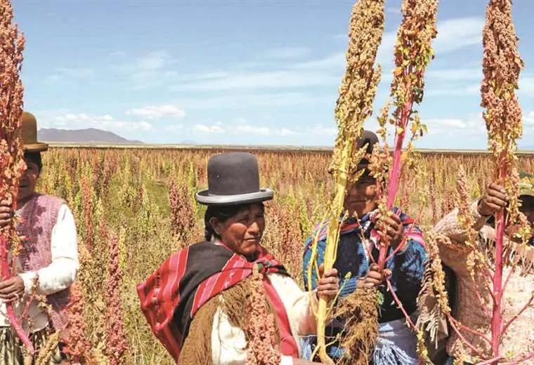 Lee más sobre el artículo Productores de quinua piden cierre de frontera con Perú para frenar contrabando que perjudica a 50.000 familias
