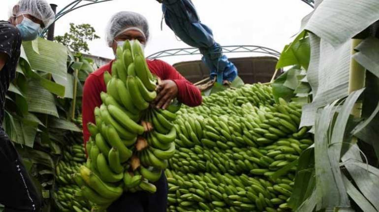 Lee más sobre el artículo Bananeros bolivianos protestan en la Embajada de Argentina porque no les pagan deuda millonaria