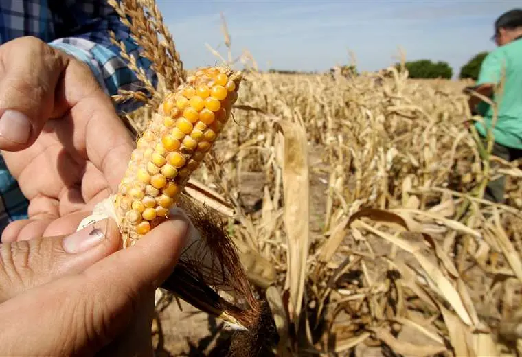 Lee más sobre el artículo Gobierno descarta escasez de alimentos por la sequía