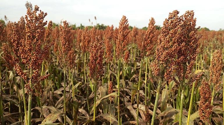 Lee más sobre el artículo El área de cultivo de trigo bajó en 20% y los productores piden semilla mejorada